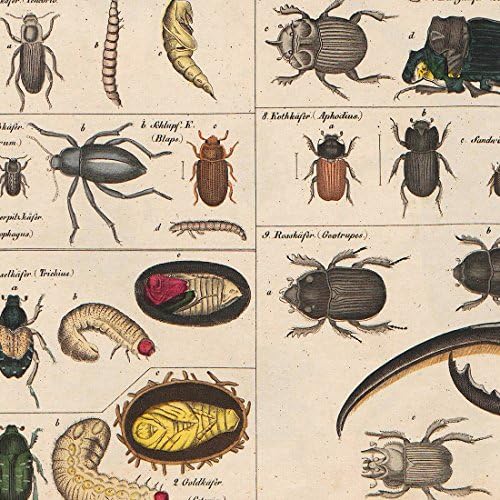 Meishe Art Ретро Плакат С Принтом Колекция от насекоми Идентификация на Видове Справочна Таблица Энтомологическая