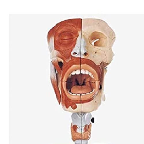 Анатомическая модел на човека с кухини на носа, на устната кухина, Фаринкса и Ларинкса